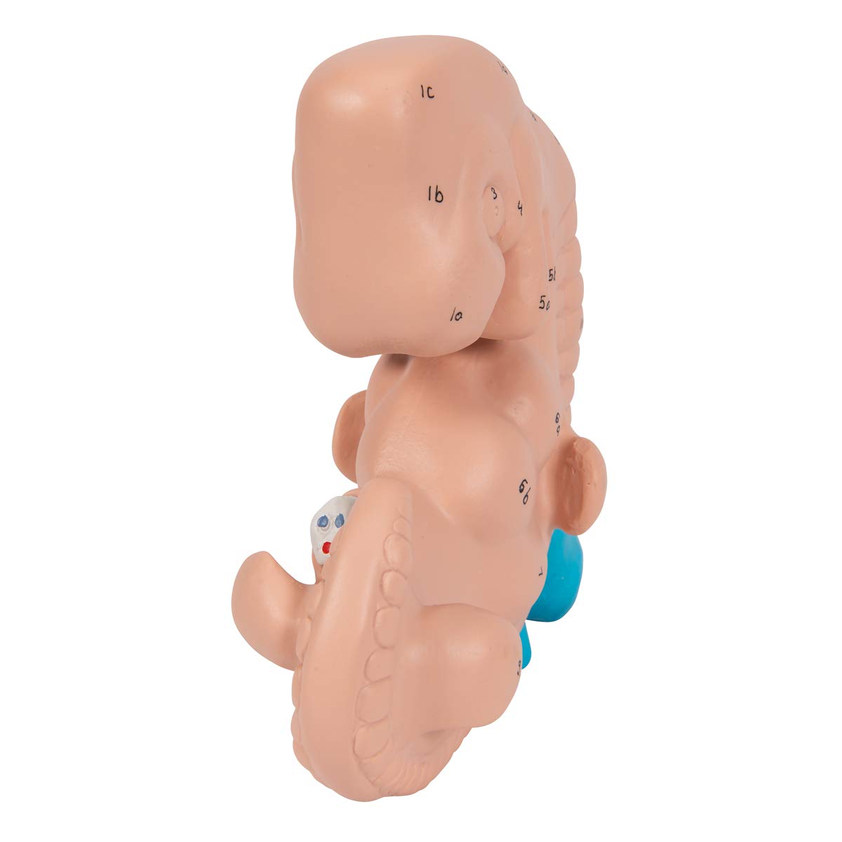 3B Scientific L15 Modelo de anatomía humana Embrión, 25 Veces + App de anatomía gratuita - 3B Smart Anatomy