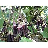 Little Fingers Eggplant Seeds (40 Seed Pack)