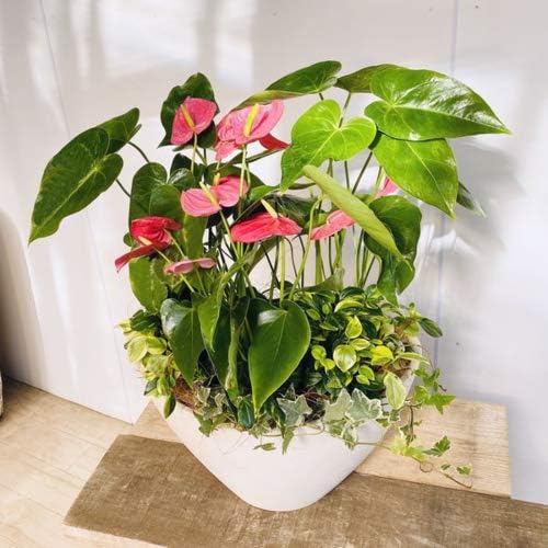 Amazon Co Jp 観葉植物 アンスリウム寄せ植え 花色おまかせ ホーム キッチン