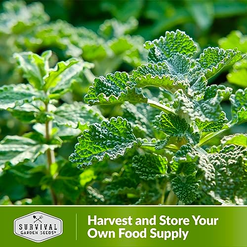 Survival Garden Seeds - Horehound Seeds for Planting - 2 Packets with Instructions to Plant and Grow Beneficial Marrubium Medicinal Herbs in Your Home Vegetable Garden - Non-GMO Heirloom Variety - Image 5