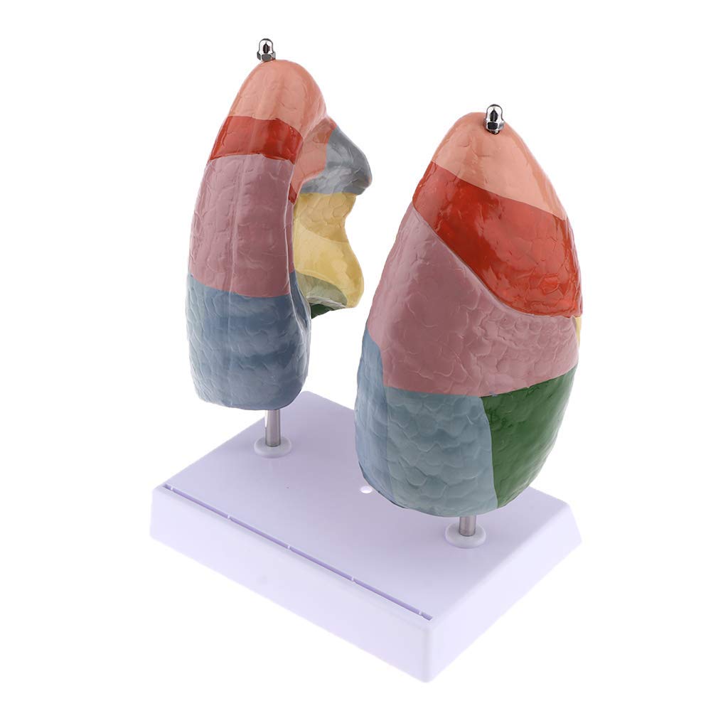 1:1 Menschlichen Atmungssystems Lunge Anatomisches Modell für Anatomie Lehrmittel Laborbedarf