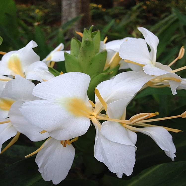 LIVE GREEN Hedychium Ginger Lily White Colour SET Of 5 Flower Bulbs, (LIVE-BULB01)