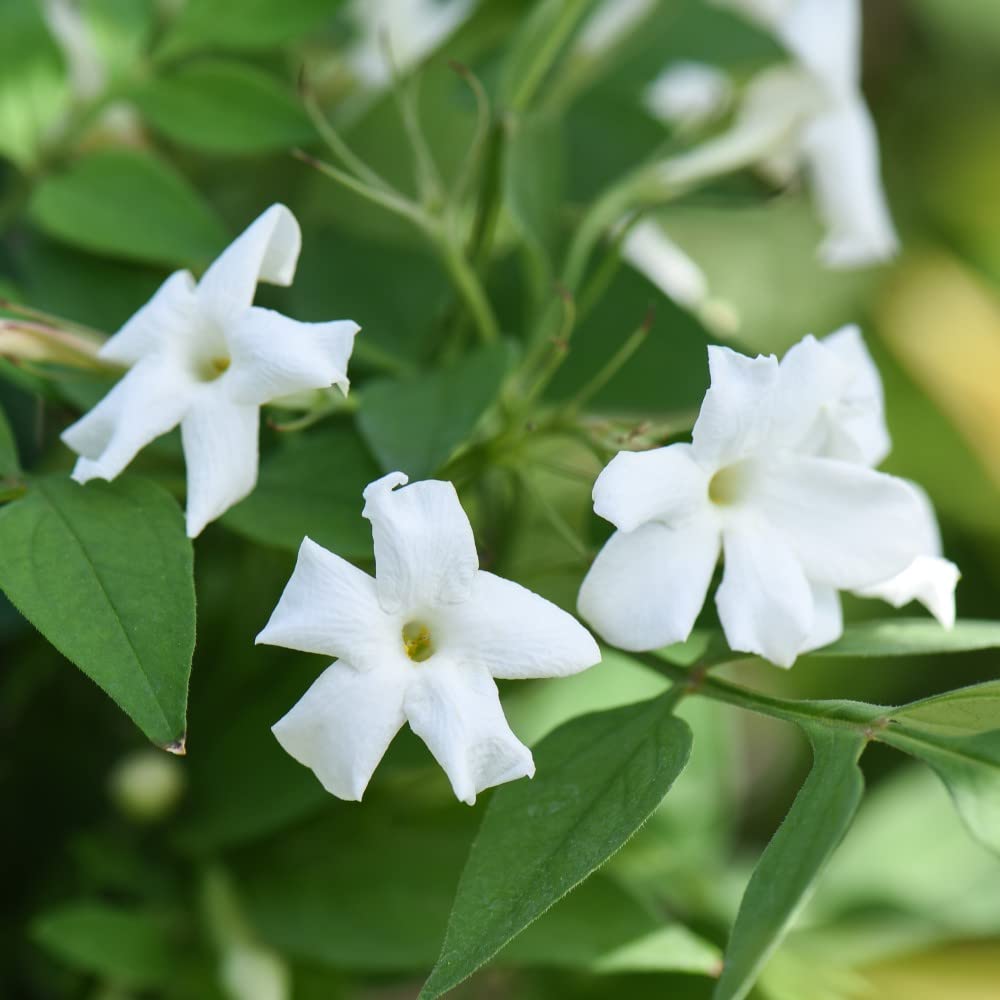Climbing Jasmine Plant Deciduous Hardy Shrub Fragrant White Blooms Easy to Grow Your Own Garden Flowers Ideal for Covering Walls 3X 9cm Potted Plants by Thompson & Morgan (3)
