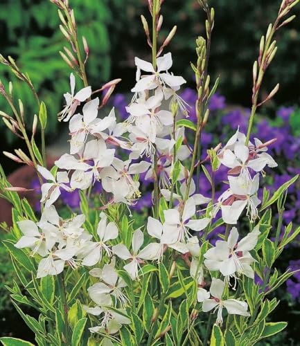 BALDUR Garten 2x Prachtkerze - Gaura Weiß Pflanzen im 9x9 cm-Topf winterharter Blickfang Blüten in Schmetterlingsoptik pflegeleicht ideal für Beet & Kübel bienenfreundlich mehrjährig