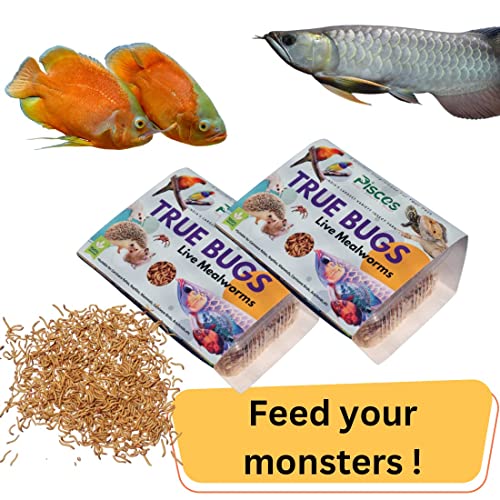 Image of PISCES True Bugs Live Larvae Mealworms - 1000 Pcs | High Protien Treat Food With Natural Supplement For All Life Stages Aquarium Fishe Like Arowana, Flowerhorn, Oscar And Birds, Reptile