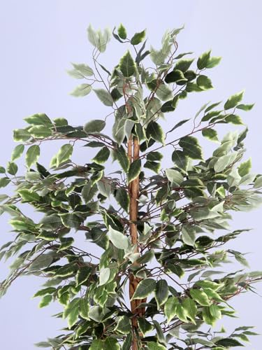 Image of ARICK DECOR 6Ft Artificial Variegated Ficus Tree in Pot, 6ft Realistic Faux White and Green Silk Leaf Plant, Peacock Shaped Large Floor Decor for Home, Office & Balcony