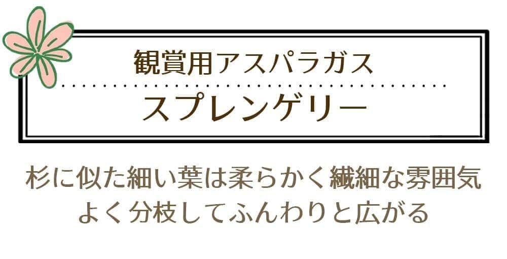 あすぱらがすページ Amazon｜World Fantasy Garden 観葉植物 観賞用 アスパラガス