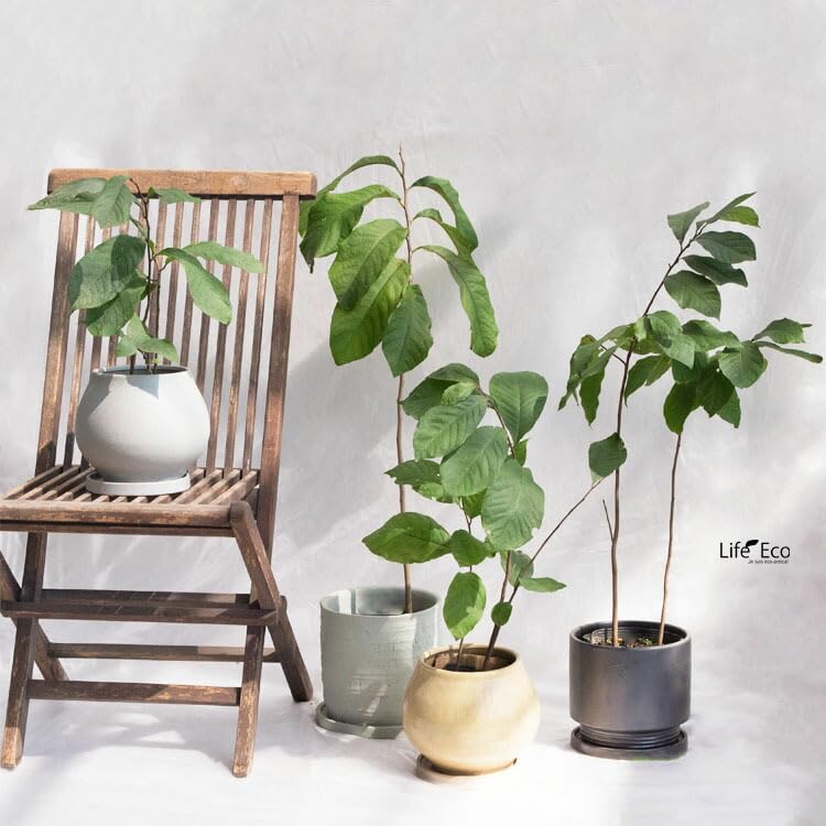Amazon | 庭木・植木 ポポー（ポーポー） 5年生苗【実生】 2本立 / 5寸
