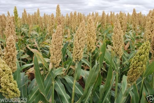 WHITE POPPING SORGHUM SEED,Grain, floral arrangements (dried or fresh flower)
