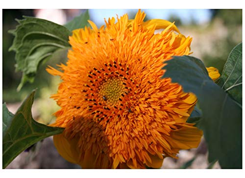 PREMIER SEEDS DIRECT Sunflower - Orange Sun - Double - 40 Finest Seeds