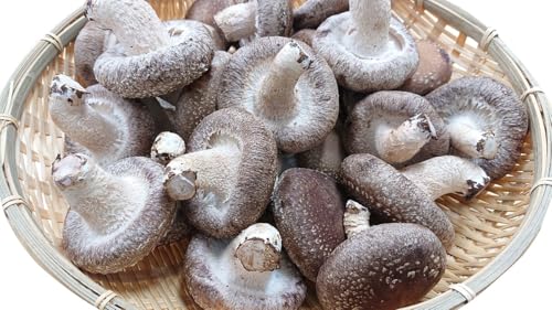 下川町特用林産物栽培研究所 簡易包装 生しいたけ [Lサイズ・傘の開きが小さい] 2kg 軸太 肉厚 椎茸 直径約6cm