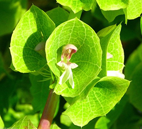 BELLS OF IRELAND - 300 SEEDS - Moluccella laevis
