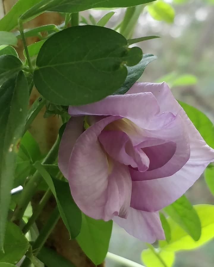 BeGrin Pink Double Petal Aparajita Live Plant Flower Butterfly Pea Flower Double Clitoria Ternatea Pigeonwings Bluebellvine Blue Cordofan Pea Darwin Pea Live Plant (B0D1S9V5K1) Amazon Price History, Amazon Price Tracker