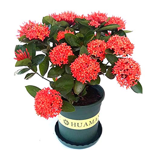 Semillas de hortensias de naranja 20 piezas Semillas de plantas de flores...