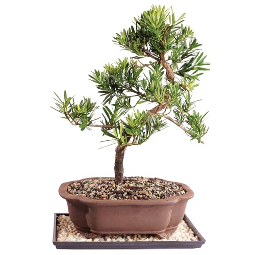 Brussel's Bonsai Dwarf Podocarpus Bonsai Tree Live - Large, 10 year, 10 to 14 inches Tall - Indoor Bonsai Tree with Ceramic Bonsai Pot and Bonsai Tray