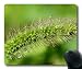 Produktbild (Precision Lock Edge Mouse Pad) Pool Foxtail Nature Abstract Plants Forest Gaming Mouse Pad Mouse Mat for Mac or Computer