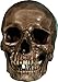 Authentic Life Size Replica Aged Relic Human Skull Reproduction in Crypt Dust Grey Color #3020-3093, by Nose Desserts