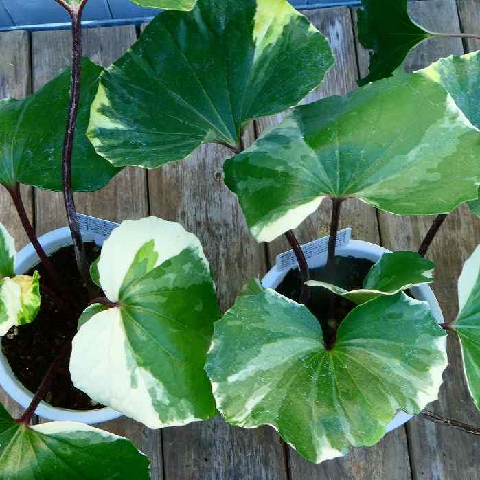 Amazon | ツワブキ 苗 浮雲錦 4号鉢 斑入り 星斑 石蕗 山野草 和風庭園