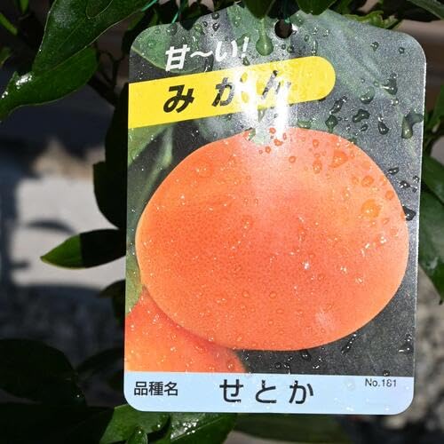 Amazon.co.jp: みかん鉢植え 1鉢 果樹鉢植え (せとかみかん) : DIY