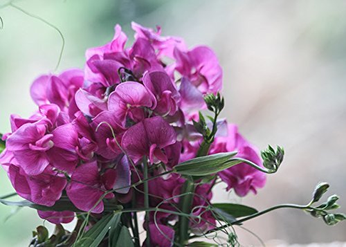 See full amazon price history chart for Golden Hills Farm® (AVG 50-500) seeds Climbing Vines Sweet Pea Flower Seeds Golden Hills Farm® (AVG 50-500) seeds Climbing Vines Sweet Pea Flower Seeds (B093QGT6DW) Amazon Price History, Amazon Price Tracker