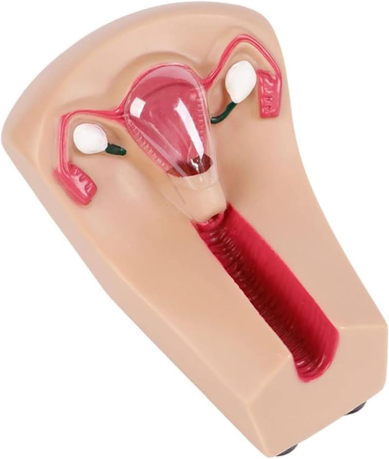 Modello di Formazione Sulla Contraccezione Intrauterina, Modello di Contraccezione E Formazione Intrauterina Femminile, Modello di Formazione IUD, per Studenti Infermieri Stampo per Guida Alla