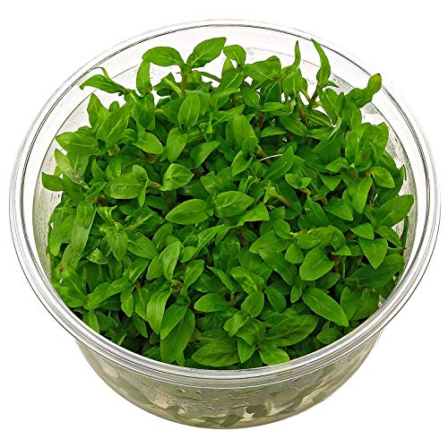 AquaLeaf Staurogyne Repens