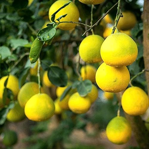 Image of Kagzi Nimbu Lemon Gardening Plant Seeds 20 Beej Outdoor Indoor Seeds GG143