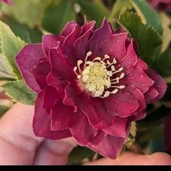 【広瀬園芸】クリスマスローズ　オーレア系リバーシブル 楽天市場】クリスマスローズ 広瀬園芸 レッドオーレア系 多弁