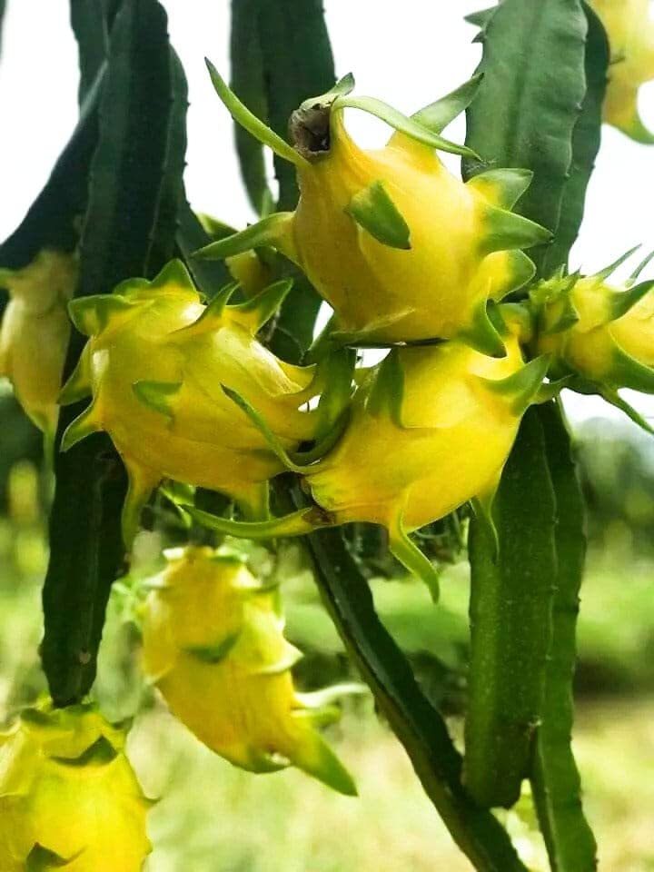 Bhumi Enterprise Hybrid Yellow Skin Dragon Fruit Live Plant (PACK OF 2),Special Variety (Fruit After 1 Year) (B0BSD3XSS9) Amazon Price History, Amazon Price Tracker