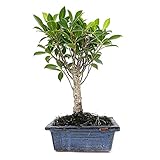 bonsai ficus benjamina poda Hoja perene BONSAI NATURAL FICUS RETUSA 5 AÑOS 35CM