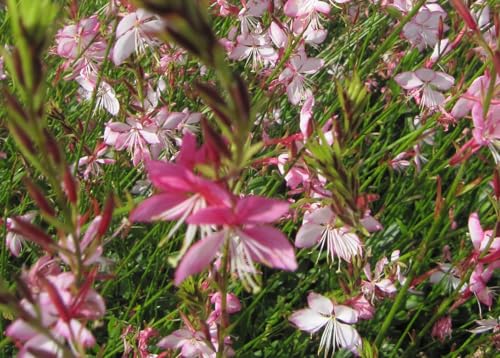 Prachtkerze Rosy Jane - Gaura lindheimeri - weiß mit pinkem Rand