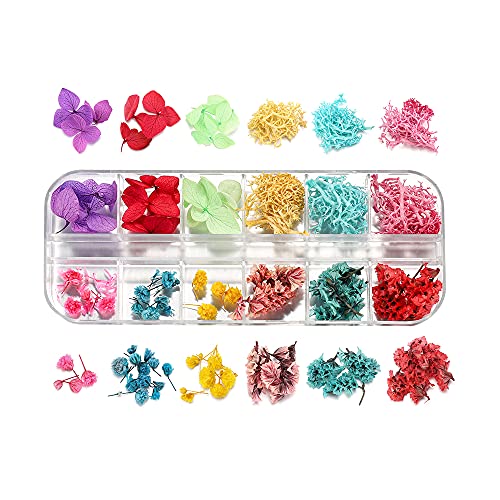 Flor seca real para manualidades y decoración miniatura 6