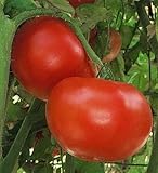Jet Star Tomato Seed