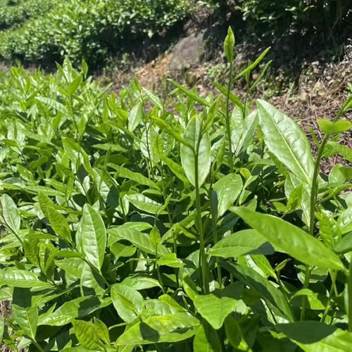 Semillas orgánicas de té verde semillas de plantas Plantas resistentes al invierno para balcones, Plantas de jardín de rocas resistentes Árboles de jardín resistentes semillas de 50pcs