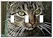 Switch Plate Triple Toggle - Cat Cat Eyes Cat Face Feline Kitten Kitty Furry