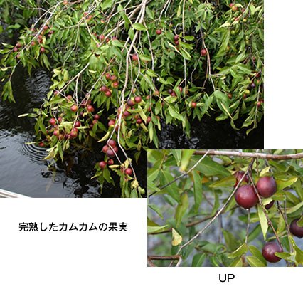 Amazon.co.jp: カムカム果汁100％ 3本セット : 食品・飲料・お酒