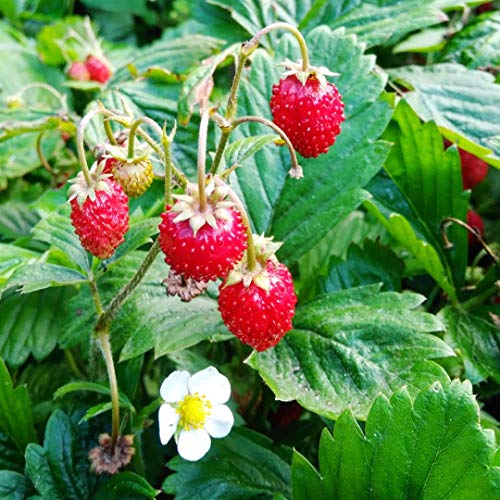 Seedsup - 100+ Alpine Strawberry Alexandria Everbearing - Fruit Red #TOP4