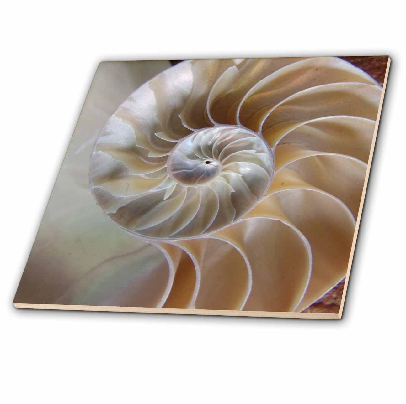 3dRose ct_7487_3 Nautilus Shell-Ceramic Tile, 8-Inch