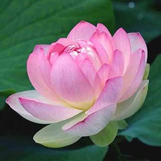 Amazon.es: la flor de loto - Jardinería: Jardín