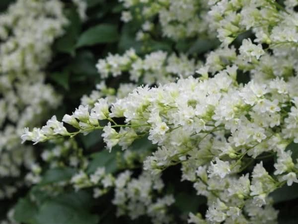 Snow creeper, Bridal Bouquet, Christmas Vine live Plant (B0CHRTXH1Z) Amazon Price History, Amazon Price Tracker