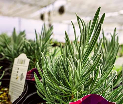 Phenomenal Lavender live perennial plants (2x pint pots) - Lavandula x intermedia