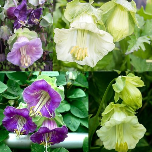100+Perennial Mixed Cobaea Cup & Saucer Vine Flower Seed for Planting Outdoors Non-GMO Heirloom