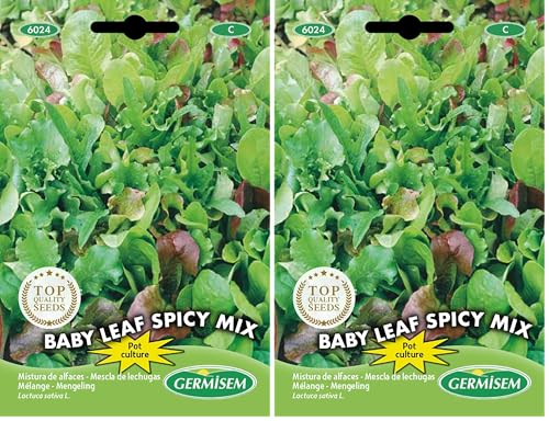 Germisem Baby Leaf Spicy Mix Semillas de Lechuga 2 g, EC6024 (Paquete de 2)