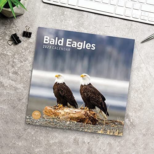 2023 Bald Eagles Wall Calendar By Bright Day, 12X12 Inch, Beautiful Wildlife Nature Bird Photography #TOP6