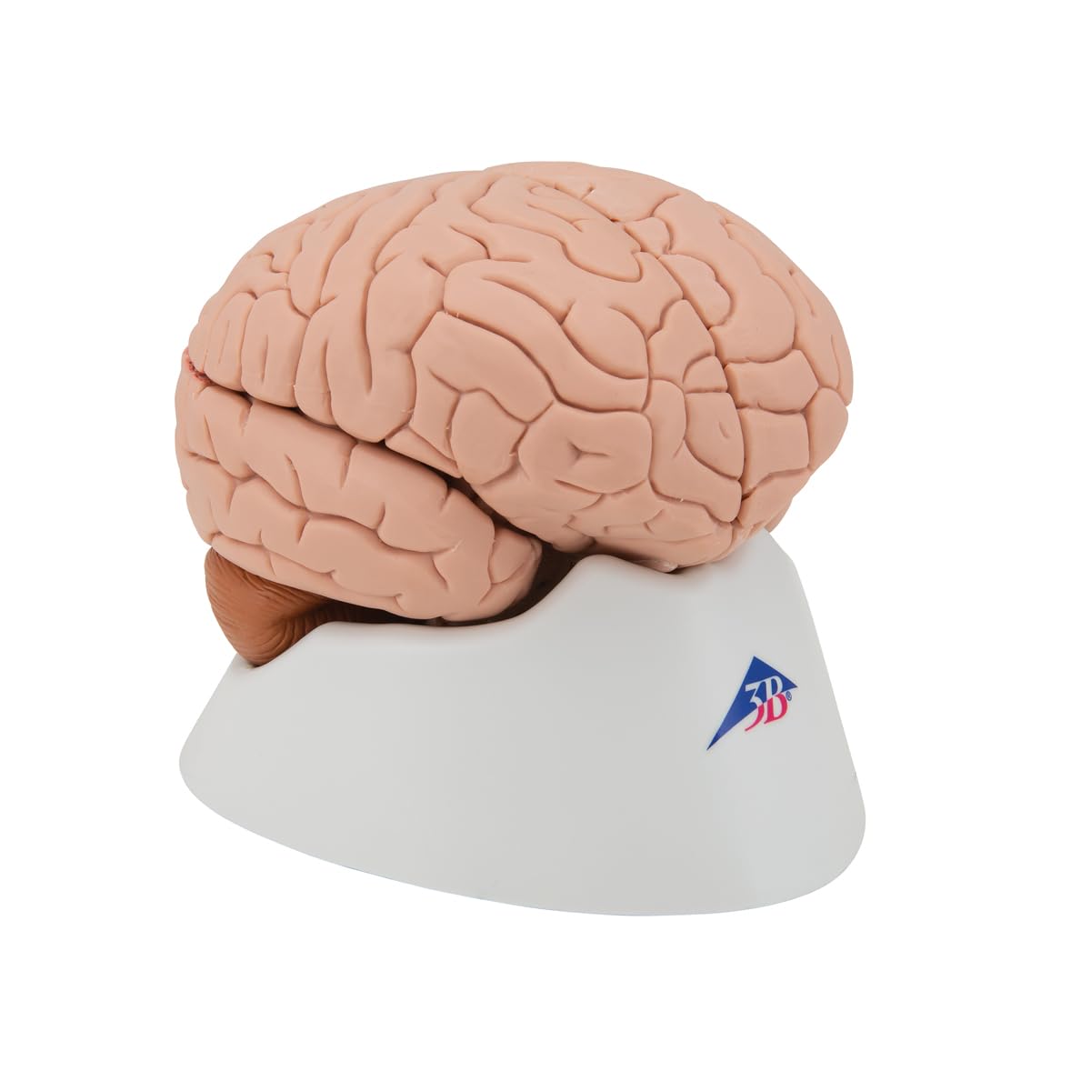 3B Scientific C16 Encéfalo Clásico, desmontable En 4 Piezas + App de anatomía gratuita - 3B Smart Anatomy