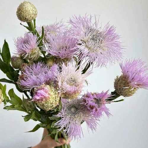 Semi di fiordaliso perenni resistenti, balconi Centaurea cyanus, rare perenni resistenti 150pcs
