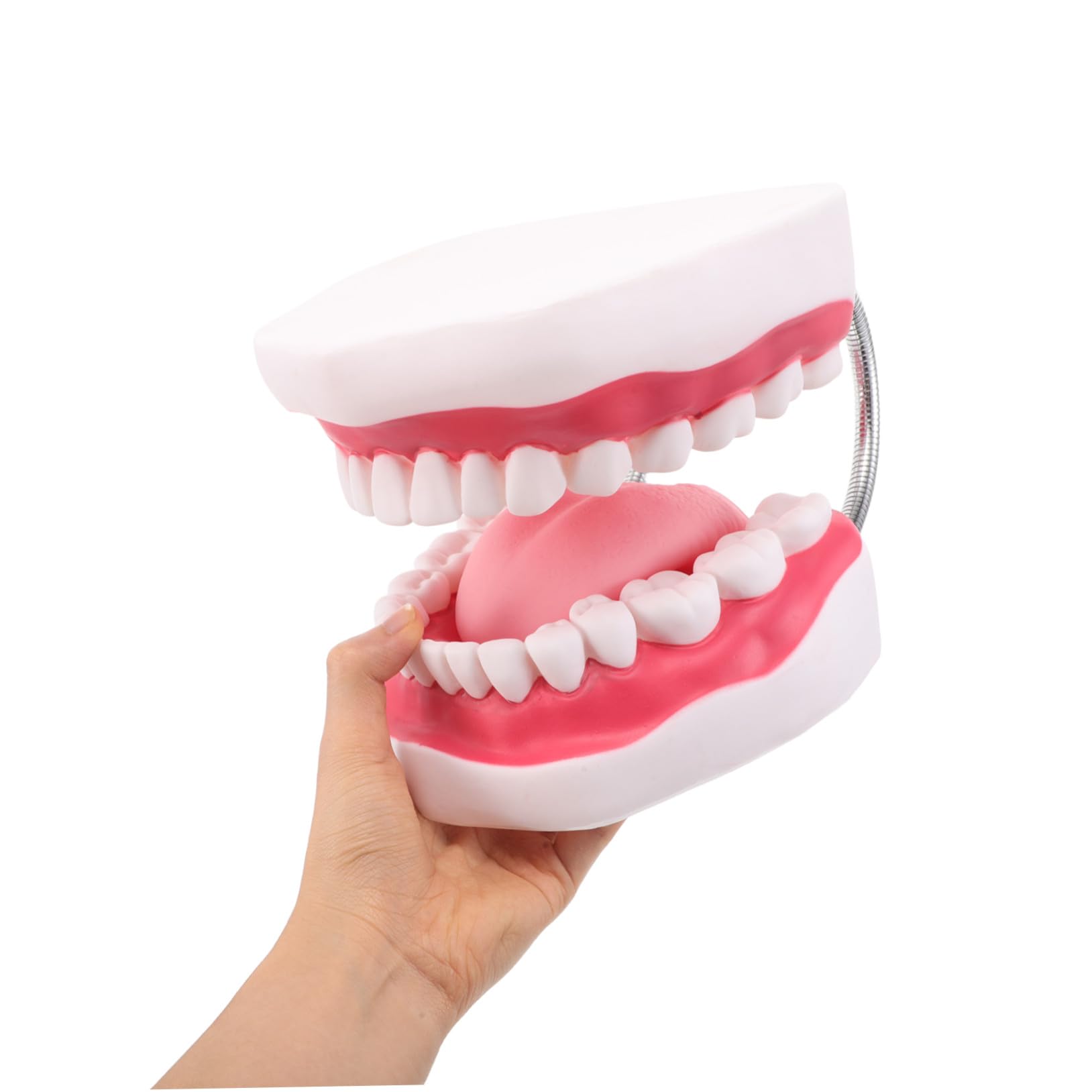 Modello Orale Didattico 56x Pvc con Arcata Integrata e Lingua | Dimostrazioni in Aula e Training Clinico, per Professionisti e Studenti Odontoiatrici, Struttura Anatomica Compatta