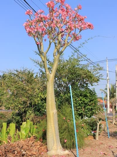 Adenium somalance plant for home decoration | gaint size and huge bloomers somalance nakonda seed grown 1 year old 15+ cm plants (B0B6ZMCQTT) Amazon Price History, Amazon Price Tracker