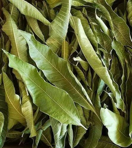 Mangue sèche en feuilles pour apaiser la digestion et l'inconfort