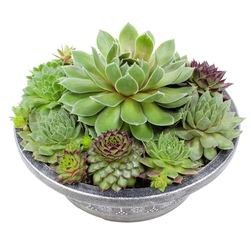 Altman Plants Non-Toxic Live Sempervivum Succulent Plant Gift in 8"